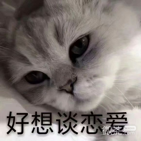 知道了牛逼微信恶搞傻屌斗图表情包