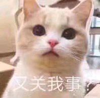 乖巧傻屌斗图表情包