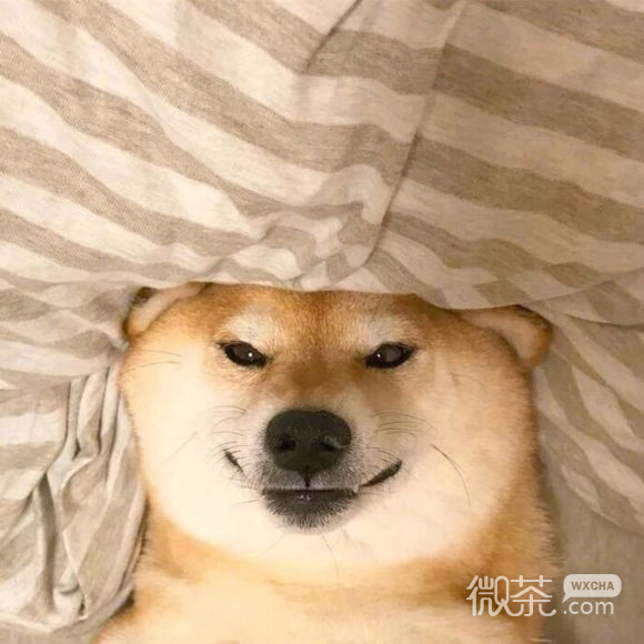 可爱搞怪情侣头像