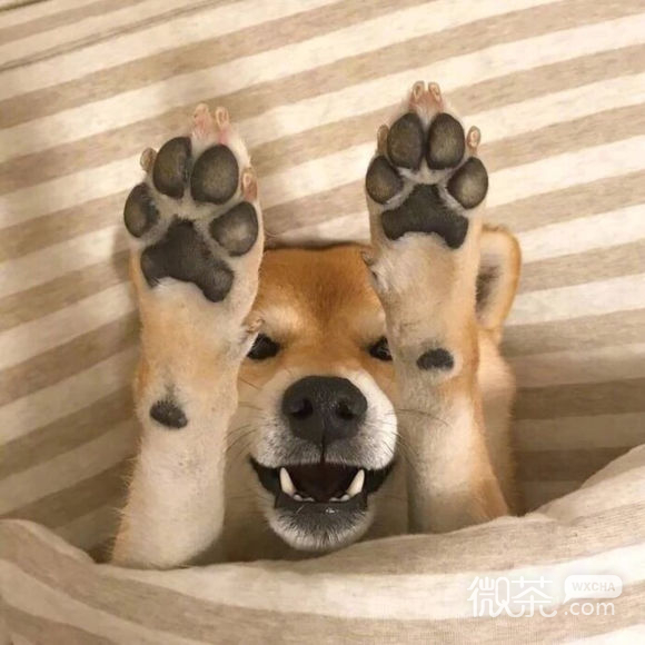 可爱搞怪情侣头像