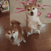 抽风了？微信恶搞傻屌群聊斗图表情包