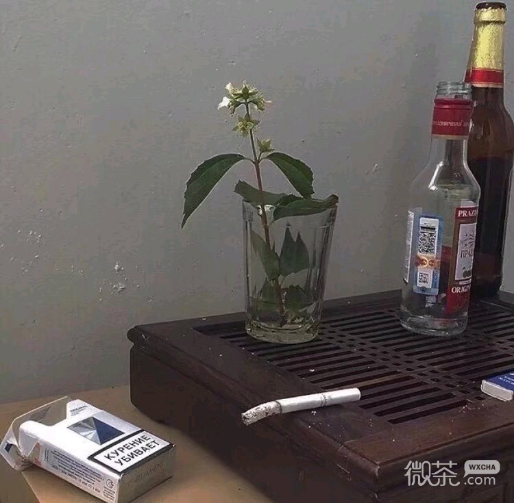 森系火烈鸟朋友圈配图