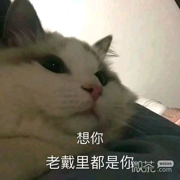 你想都别想微信恶搞斗图表情包