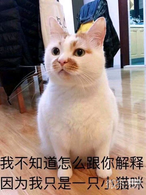 微信近期斗图恶搞表情包2019/10/29