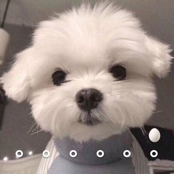 微信近期斗图恶搞表情包2019/10/31(二)