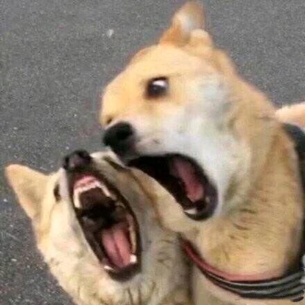 威胁微信恶搞斗图表情包