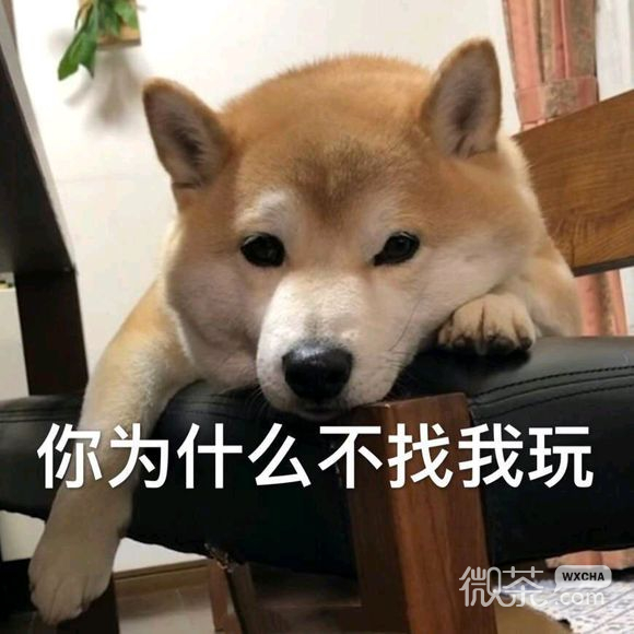 微信近期斗图恶搞表情包2019/11/4