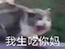 微信近期斗图恶搞表情包2019/11/5（二）