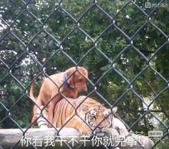 走开微信恶搞斗图表情包