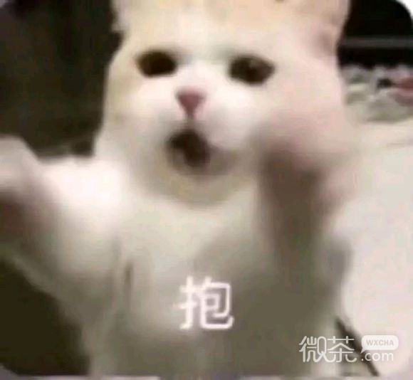 微信近期斗图恶搞表情包2019/11/5（二）