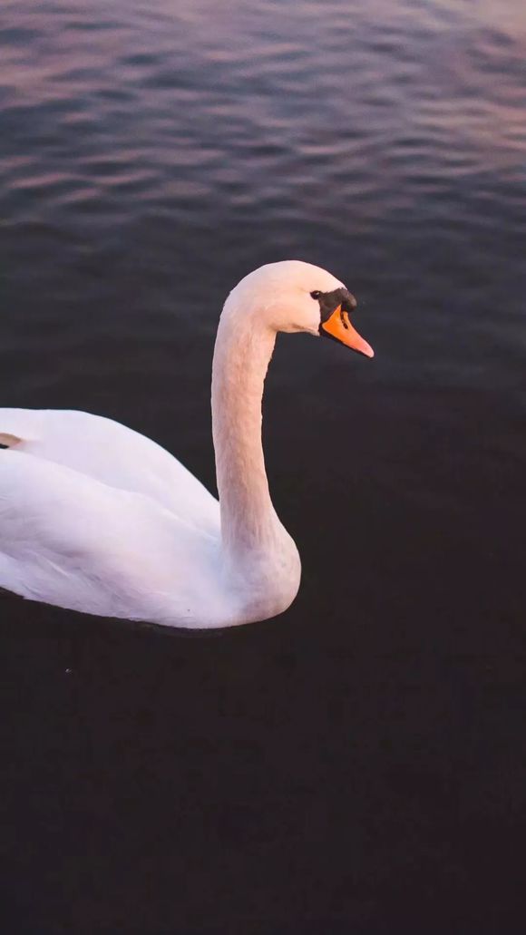 微信好看喵星人手机壁纸