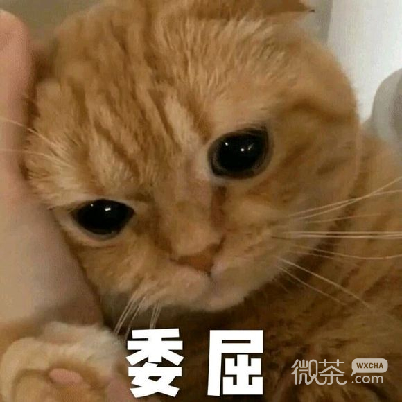 微信近期斗图恶搞表情包2019/11/5（二）
