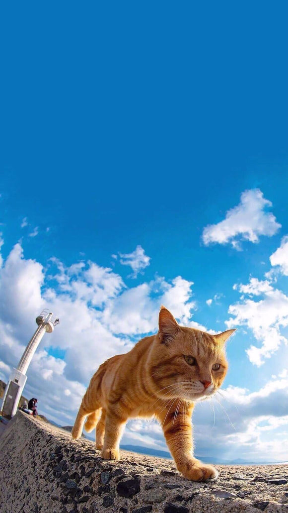 微信好看喵星人手机壁纸