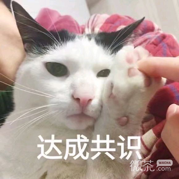 微信近期斗图恶搞表情包2019/11/6