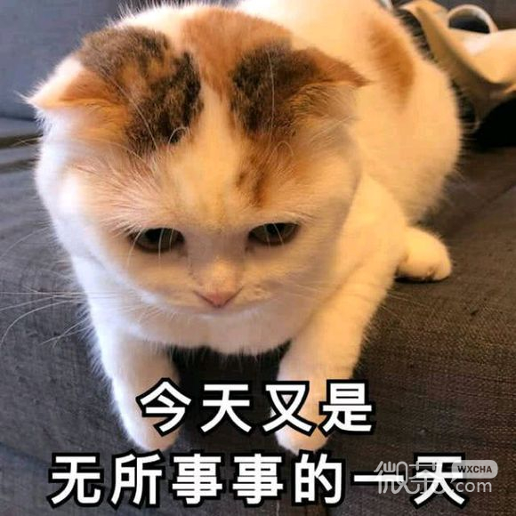 微信近期斗图恶搞表情包2019/11/6