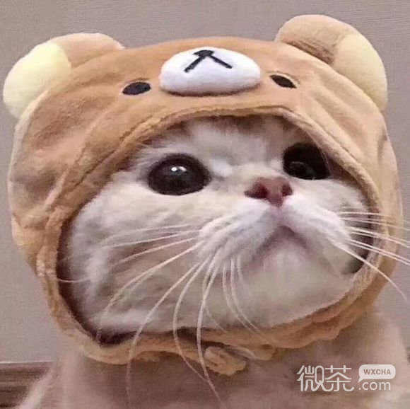猫和老鼠情侣头像