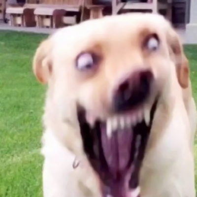 搞笑又沙雕的微信汪星人头像