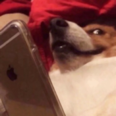 搞笑又沙雕的微信汪星人头像