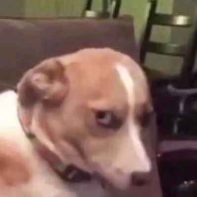 搞笑又沙雕的微信汪星人头像