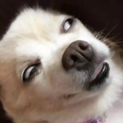 搞笑又沙雕的微信汪星人头像