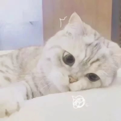 萌萌哒的微信萌宠喵星人情侣头像