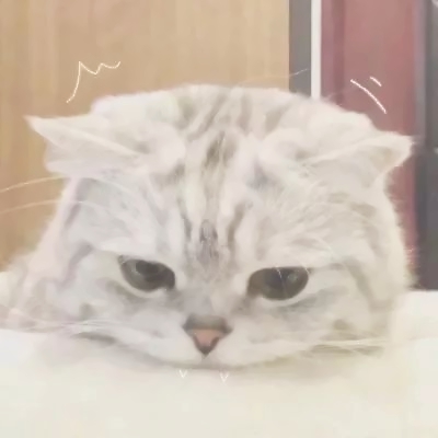 萌萌哒的微信萌宠喵星人情侣头像