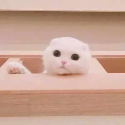 萌萌哒的微信萌宠喵星人情侣头像