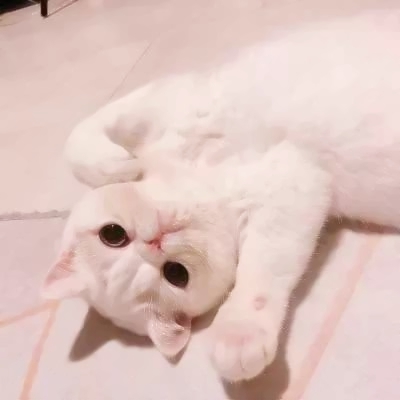 萌萌哒的微信萌宠喵星人情侣头像