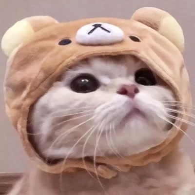 萌萌哒的微信萌宠喵星人情侣头像