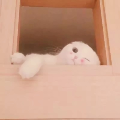 萌萌哒的微信萌宠喵星人情侣头像