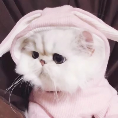 萌萌哒的微信萌宠喵星人情侣头像