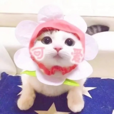 萌萌哒的微信萌宠喵星人情侣头像