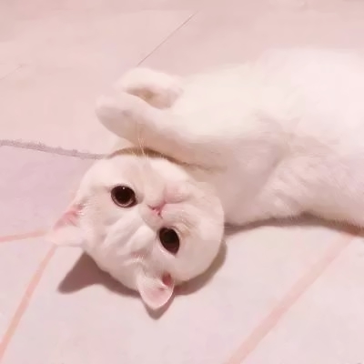 萌萌哒的微信萌宠喵星人情侣头像