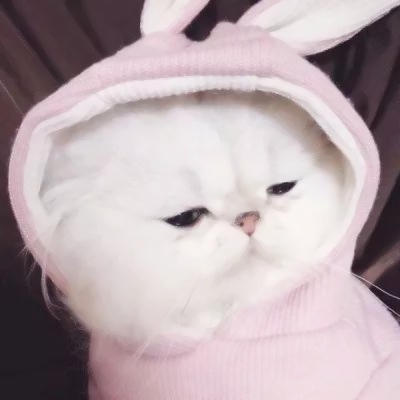 萌萌哒的微信萌宠喵星人情侣头像