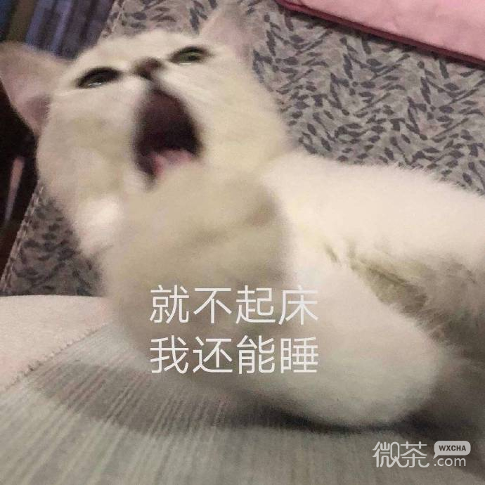 早安专用的微信群聊表情包