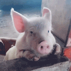 无情嘲笑微信恶搞斗图表情包