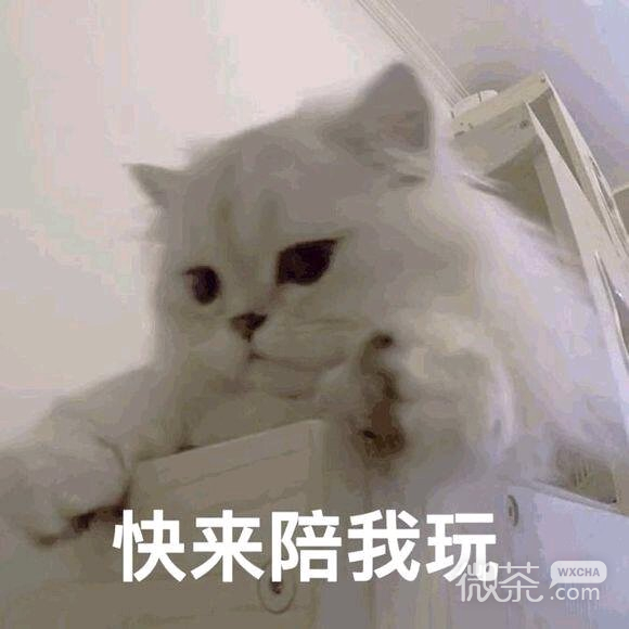 微信近期斗图恶搞表情包2019/11/18