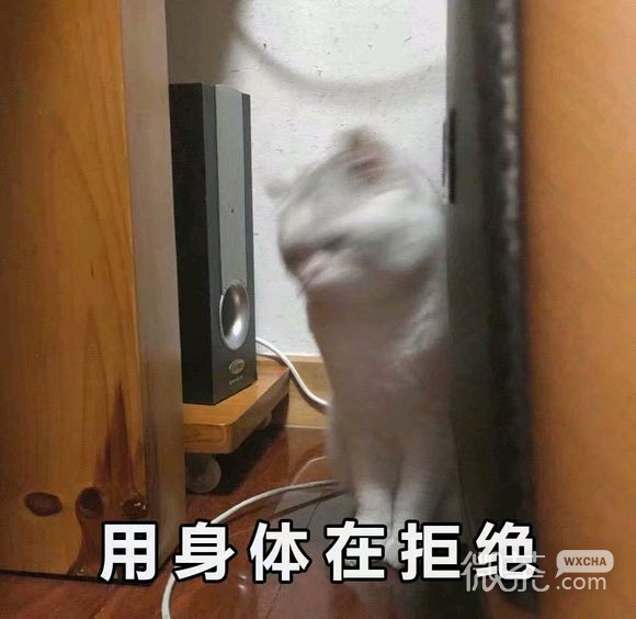 微信近期斗图恶搞表情包2019/11/18