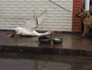 微信近期斗图恶搞表情包2019/11/19