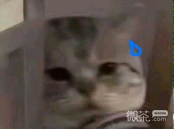 微信近期斗图恶搞表情包2019/11/19（二）