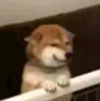 微信近期斗图恶搞表情包2019/11/19