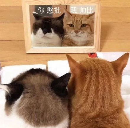 微信近期斗图恶搞表情包2019/11/20(二)