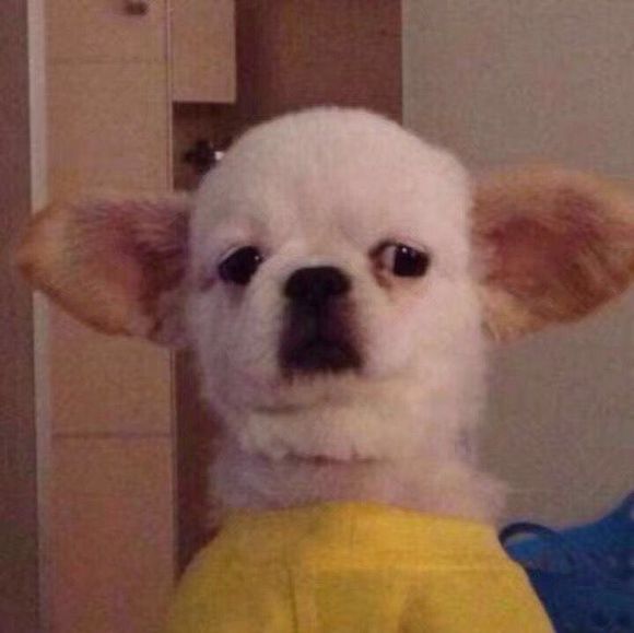 微信近期斗图恶搞表情包2019/11/20（二）