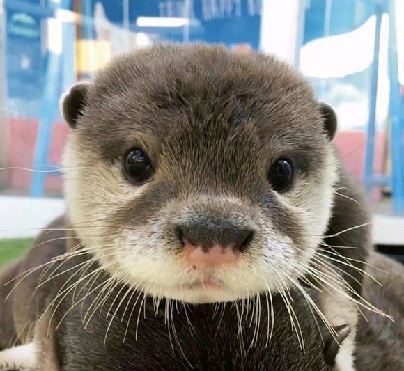 要抱微信恶搞斗图表情包