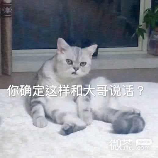 微信近期斗图恶搞表情包2019/11/21