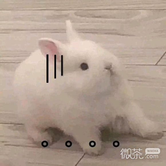 懂了微信斗图表情包