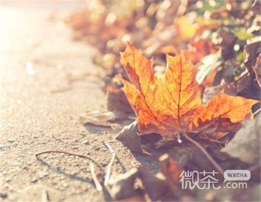 唯美意境的微信秋日风景图片