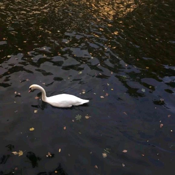 森系文艺朋友圈配图