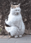 告辞恶搞斗图表情包