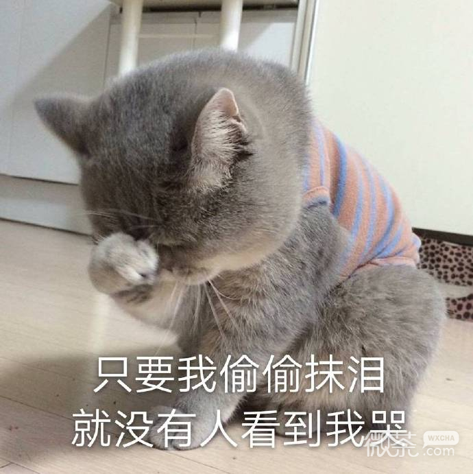 近期热门的群聊斗图专用表情包